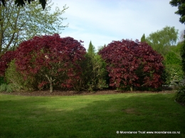 Private Lawn - Acer Palmatum - Red